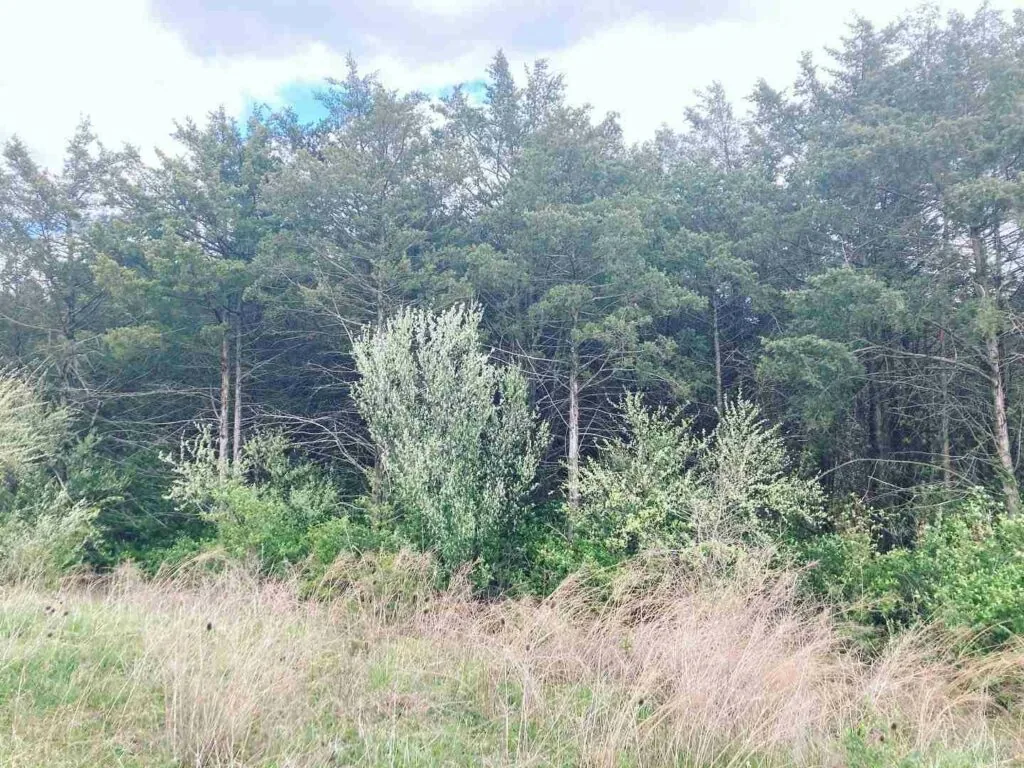Overgrown field edge with tall grass, brush and young cedars before bush hogging