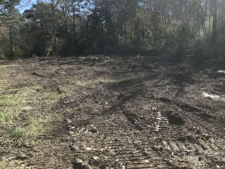 Freshly cleared tract with the brush mulched into the ground, one young tree left and woods behind, land clearing and forestry mulching