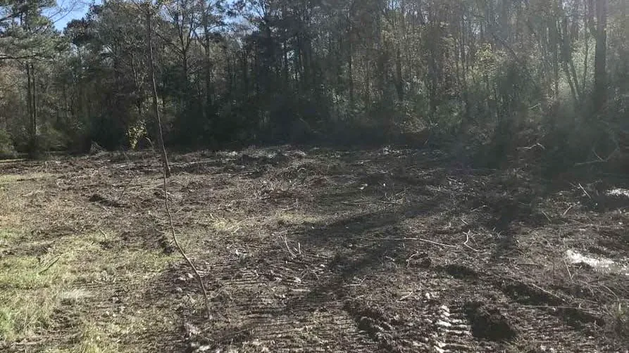 Freshly cleared tract at the edge of pine and hardwood woods, land clearing